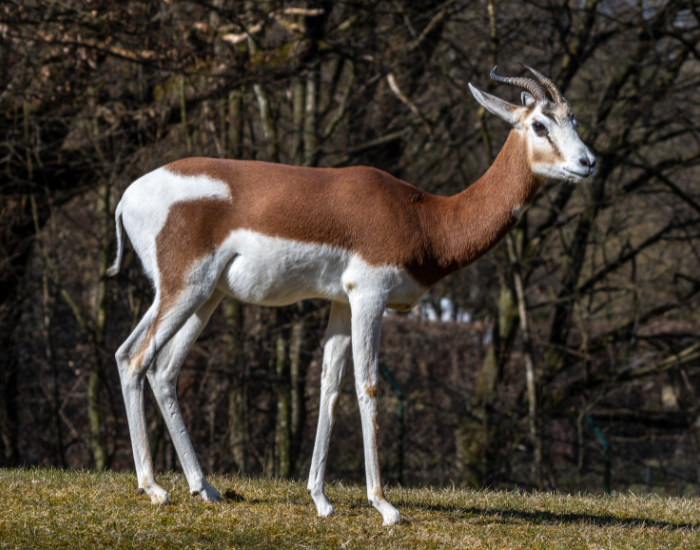 a Dama Gazelle standing still