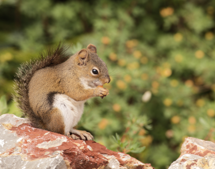 Douglas Squirrel sitting in a rock