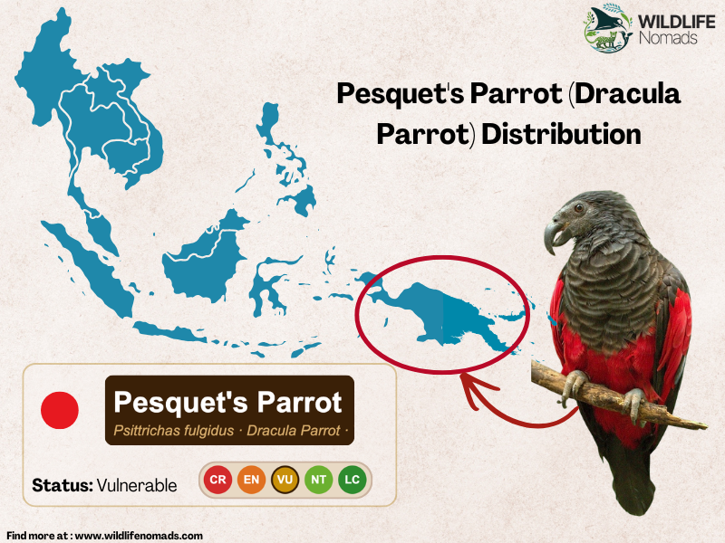 Pesquet's Parrot (Dracula Parrot) Distribution map in new gunia
