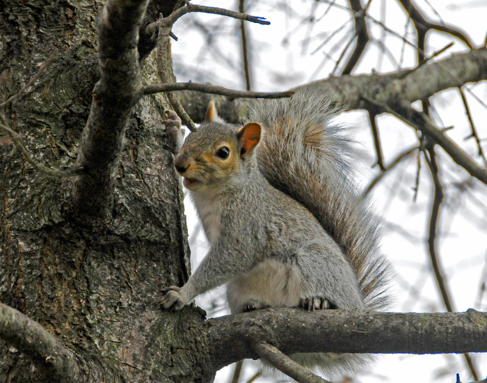 Eastern Gray Squirrel on top of a tree