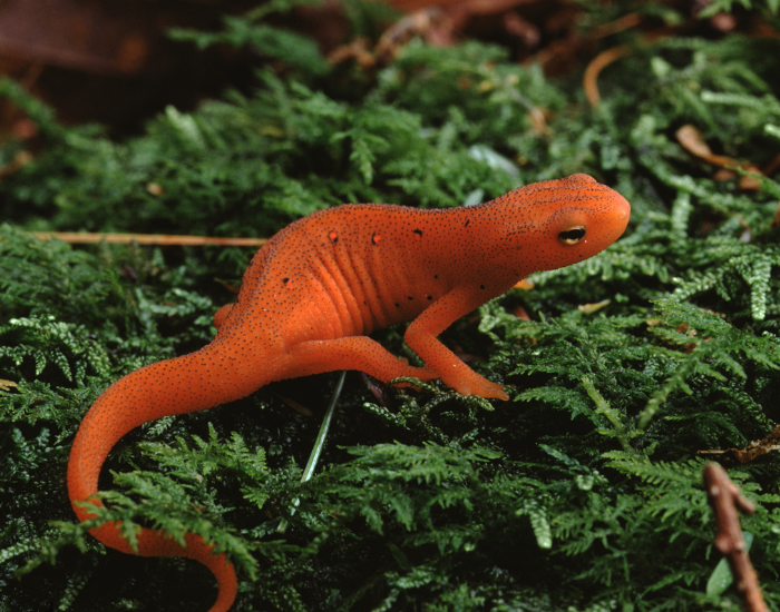 Eastern Newt  in its habitat wild