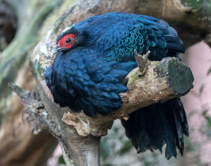 Edwards's Pheasant sitting on a branch