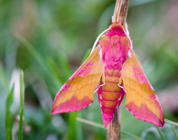 close up of a Elephant Hawk Moth standing on a wood stick
