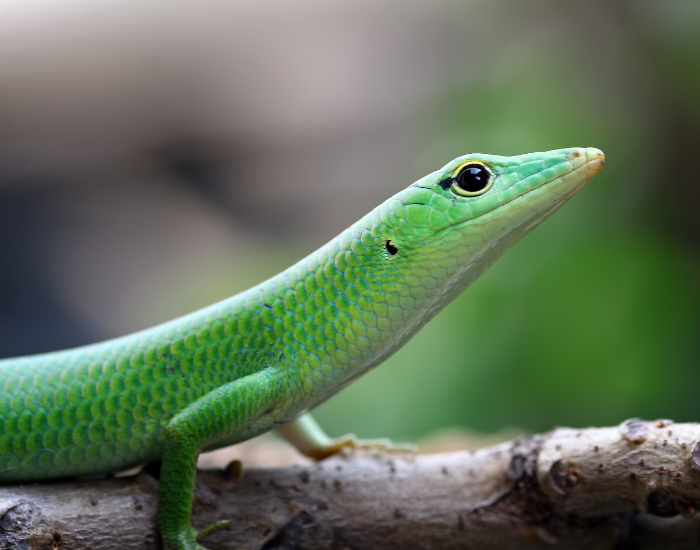Emerald Tree Skink close up