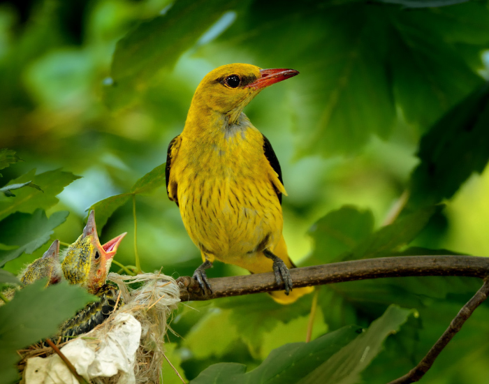 Eurasian Golden Oriole perched on the floor