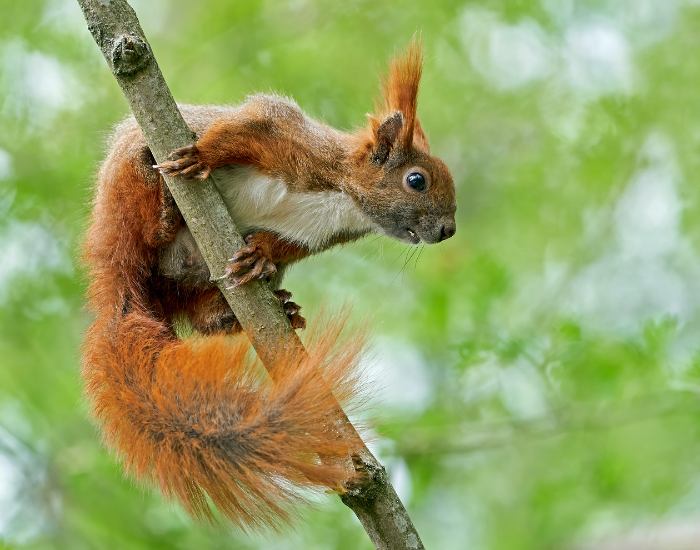 Eurasian Red Squirrel in a tree