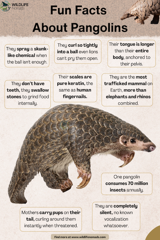Facts-About-about-pangolins.webp Facts About about pangolins infographic showing some of the main fun facts