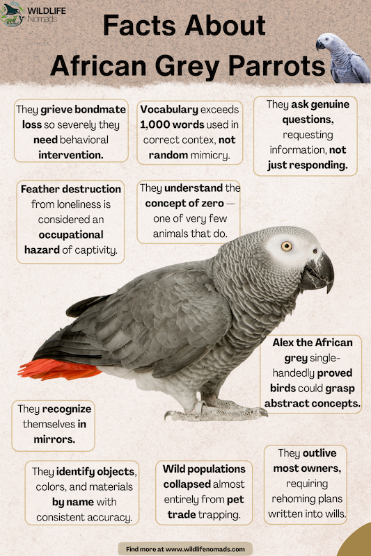 Facts About African Grey Parrots infographic chart