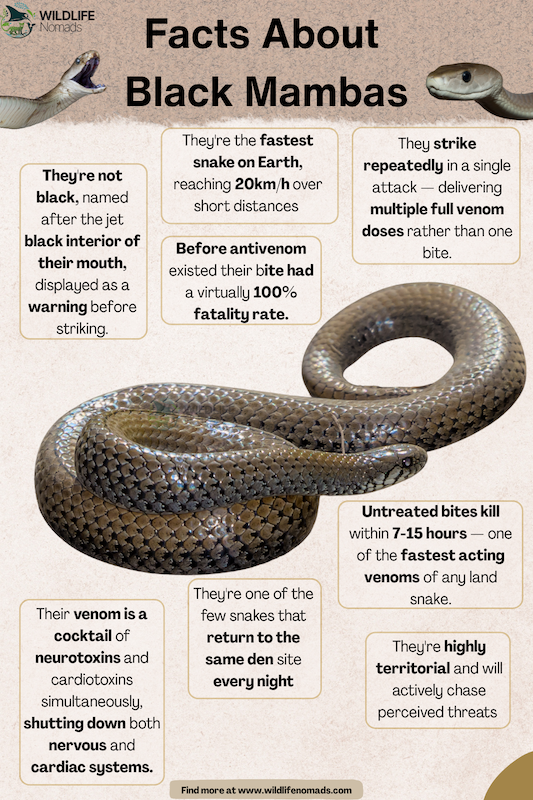 Facts About Black Mambas infographic showing facts