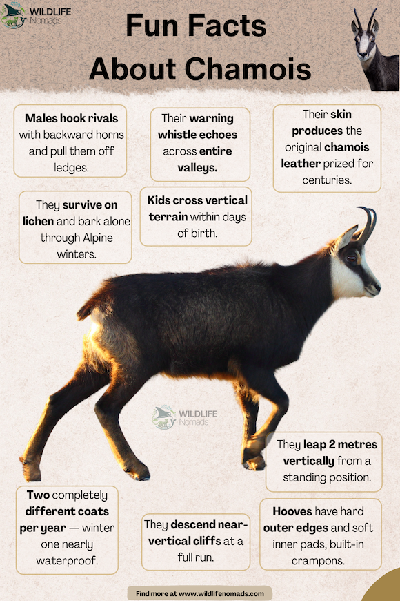 an infographic by wildlife nomads showing facts about the chamois goat