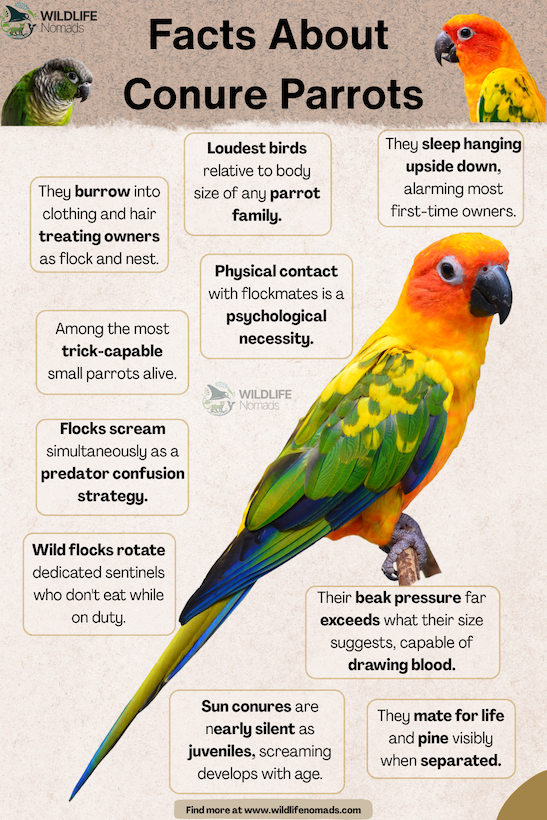 Facts About Conure Parrot, showing a photo in the middle and facts around it