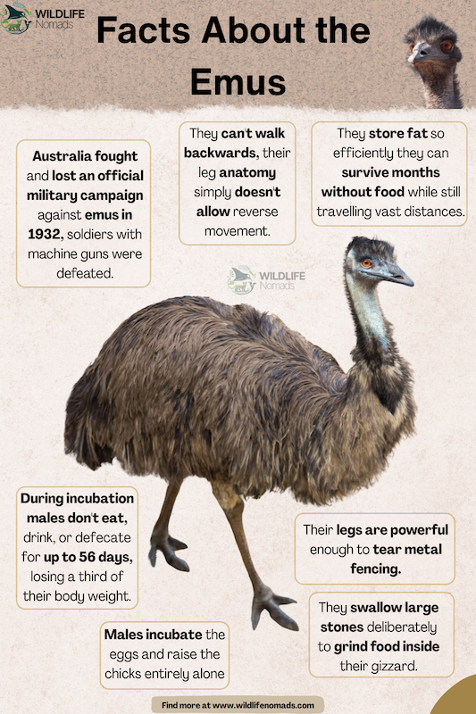 Emu facts sample page