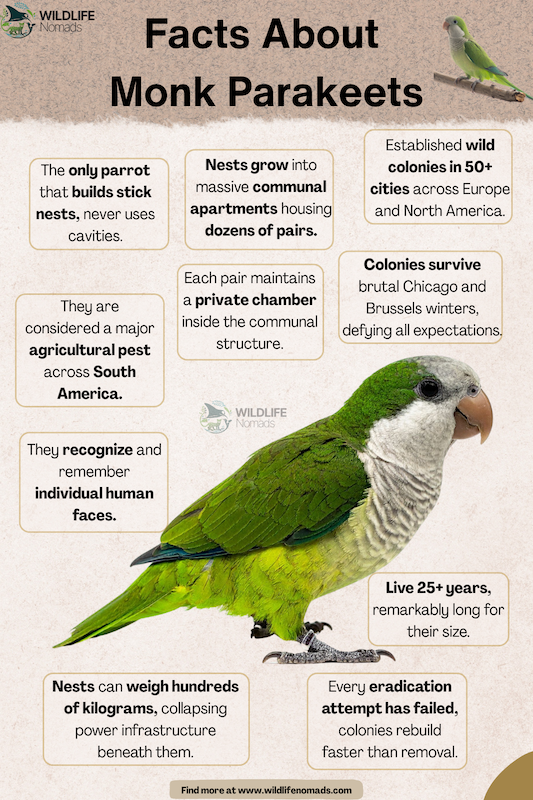 An educational infographic titled "Facts About Monk Parakeets" featuring a green Quaker parrot. Bullet points detail their stick-building nests, urban survival, lifespan, and intelligence.