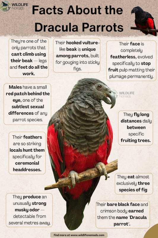 Dracula parrot facts sample page