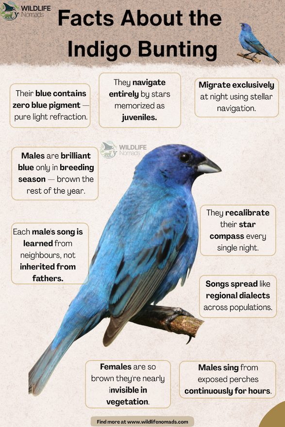 Facts About the Indigo Bunting infographic showing a photo and facts around it