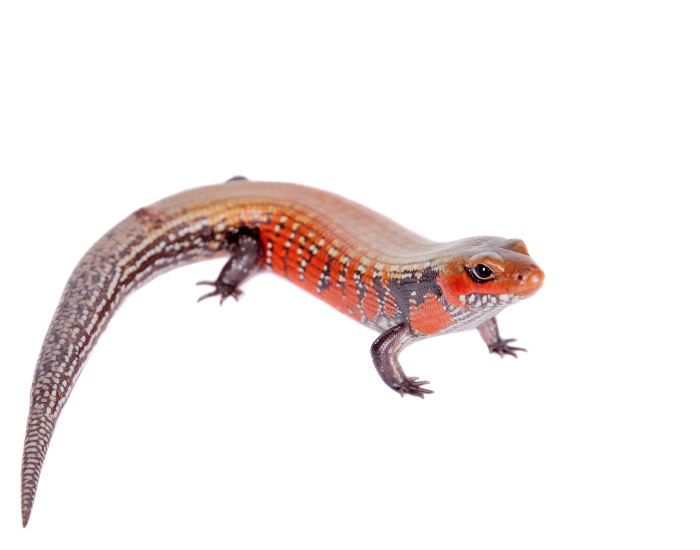 Fire Skink with a white background