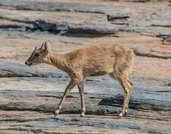 Four-Horned Antelope walking in its natural habitat