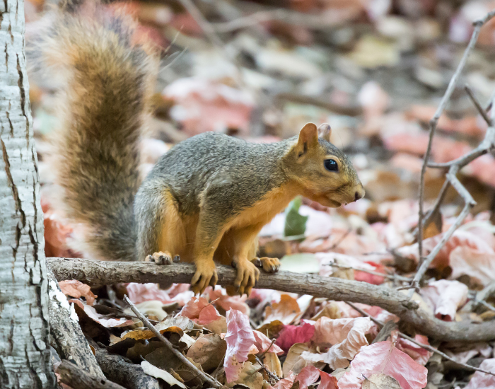 a Fox Squirrel standing on the ground