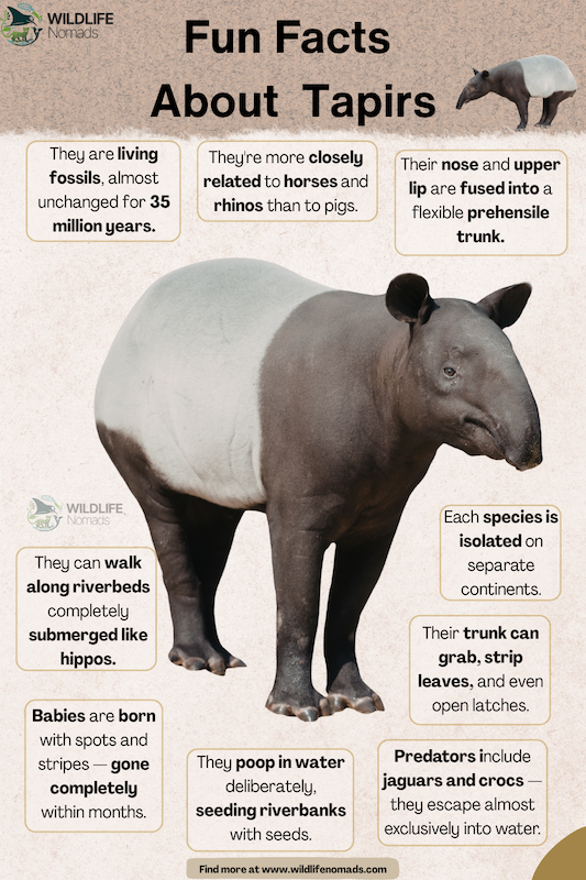 Facts about Tapirs infographic by willdif enomads