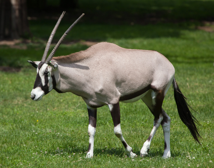 Gemsbok antelope walking on grass