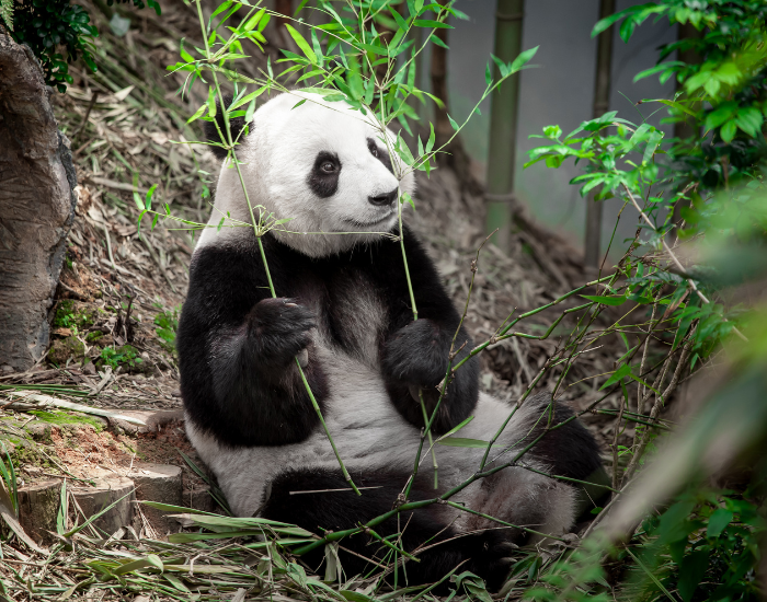 a giant panda laying on a forest
