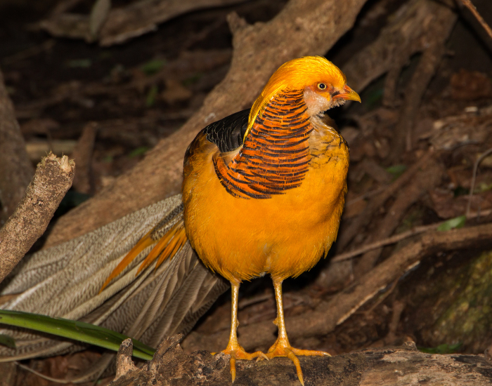Golden Pheasant standing on debris