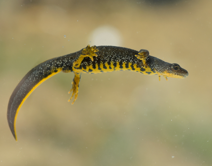 Great Crested Newt floating in water 