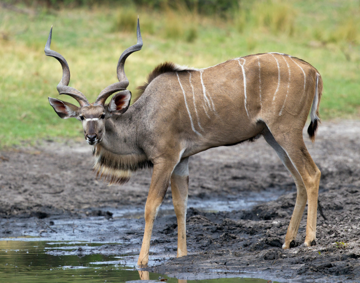 geater Kudu standing on muddy ground