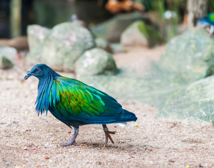 Green blue Pheasant walking