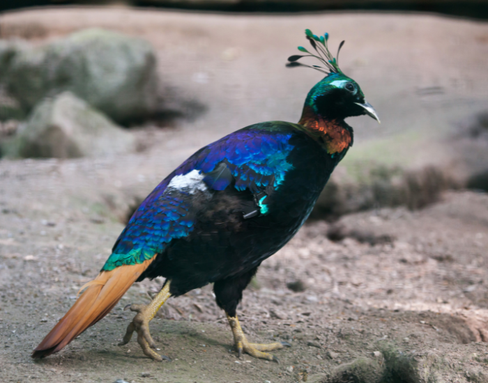 Himalayan Monal walking