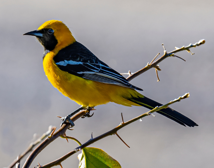 Hooded Oriole perched on a tree branch