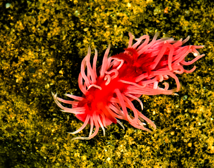 Hopkins Rose Nudibranch on a rock underwater