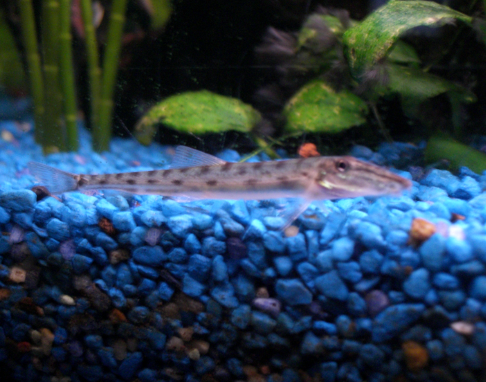 Horseface Loach in a water tank with blue lighting and pebbles