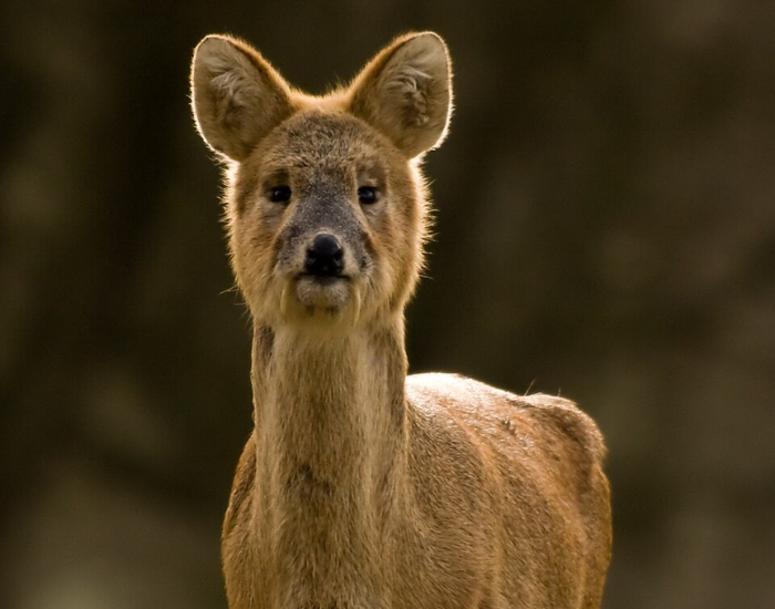 Hydropotes-inermis-inermis.webp a Chinese Water Deer