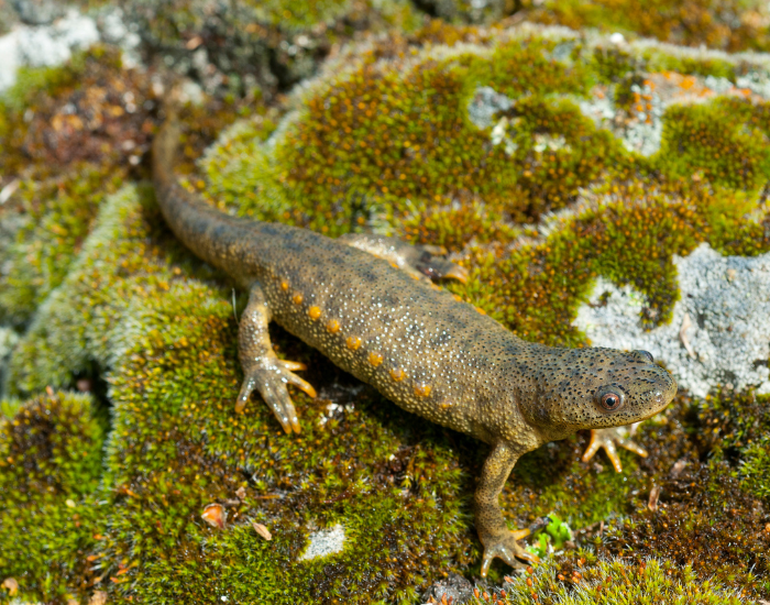 Iberian Ribbed Newt sitting on a rock with moss on it