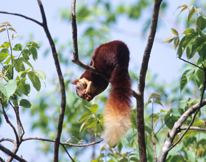 Indian Giant Squirrel in a tree