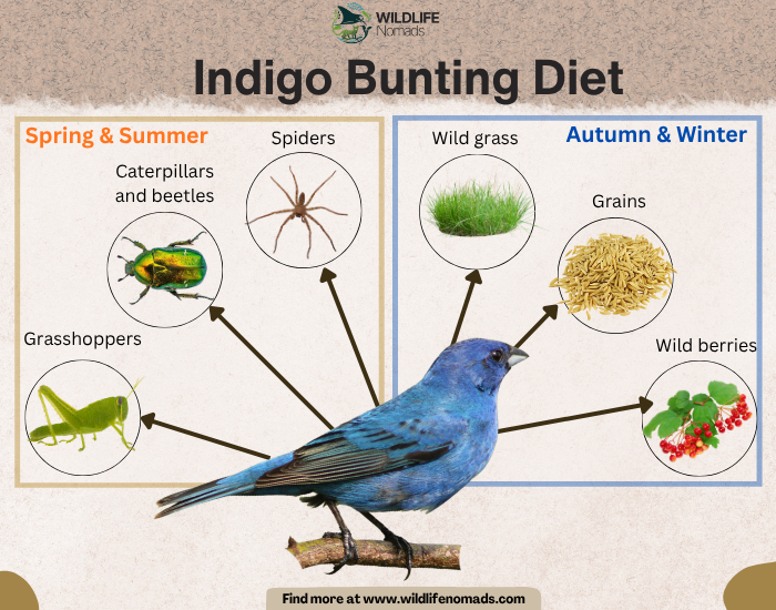 Indigo Bunting Diet INFOGRAPHIC