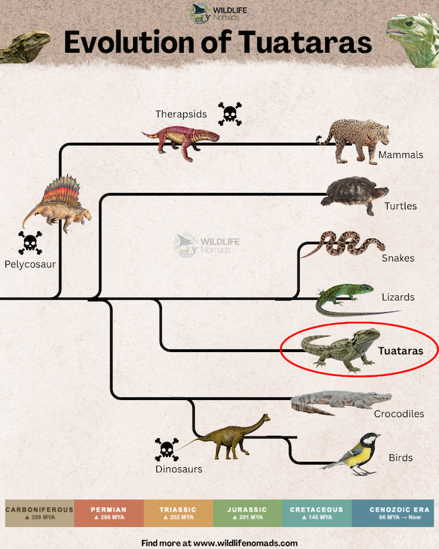 Evolution of Tuataras infographic phylogenetic tree showing evolution of reptiles and dinosaurs