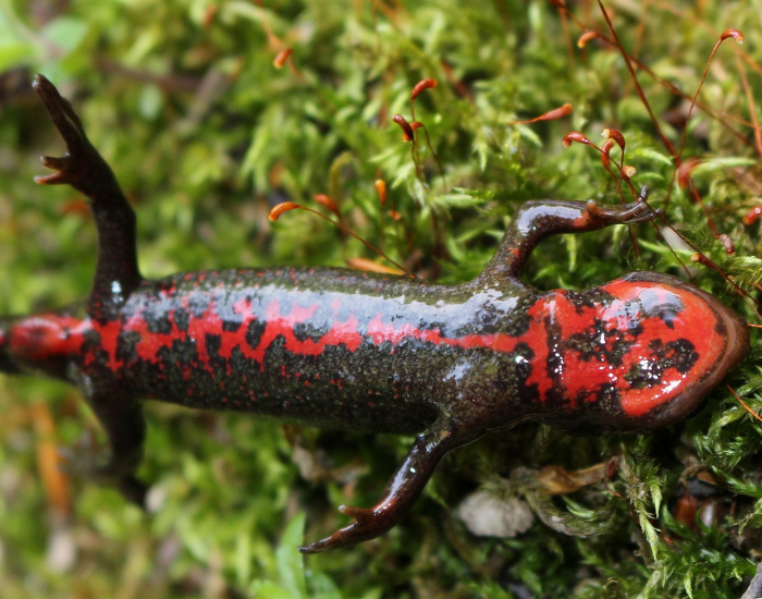 Japanese Fire-Belly Newt showing its belly