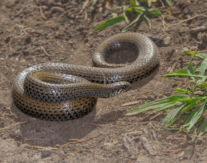 black mamba on the ground