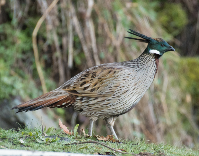 a Koklass Pheasant in a wildlife sanctuary during the day