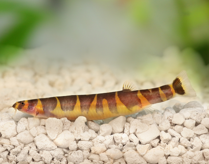 Kuhli Loach in a tank with clear transparent water