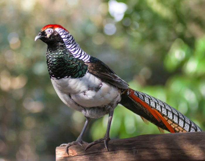 a Lady Amherst's Pheasant close full body during the day