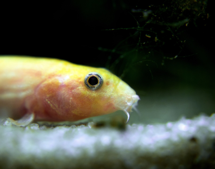 Pond loach close up of the head