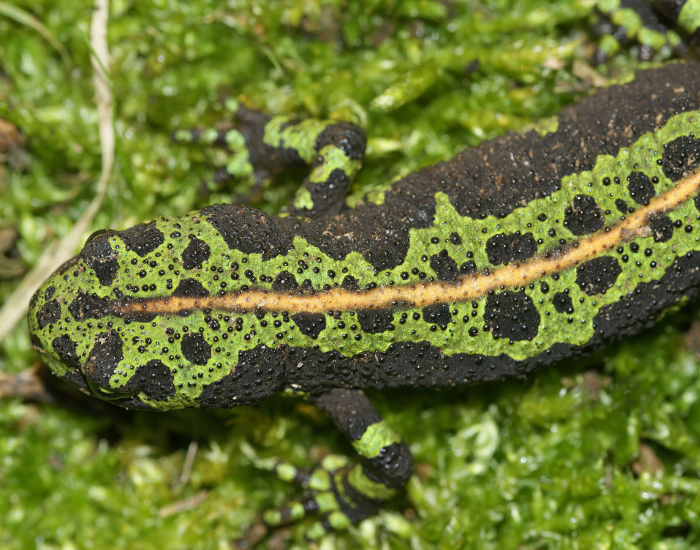 close up of a Marbled Newt from above
