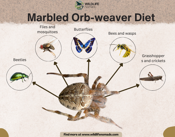 Marbled Orb-weaver Diet infographic showing the main diet