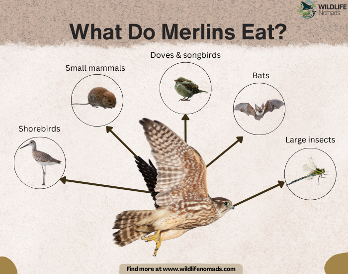 merlin infographic by wildlife nomads showing the main five food sources