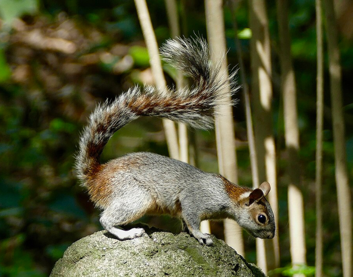 Mexican Gray Squirrel in its habitat during the day