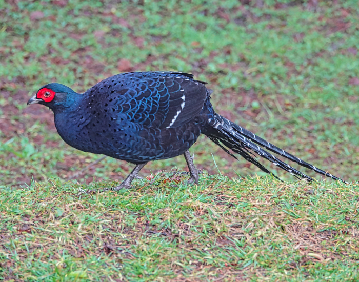 a Mikado Pheasant walking on grass