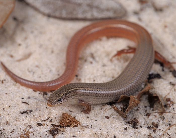 Mole-Skink-Plestiodon-egregius.webp Mole Skink coiled